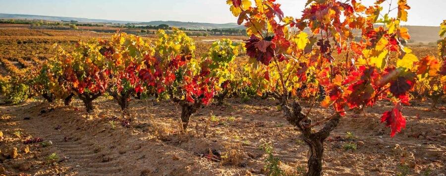 Bodegas Frutos Villar