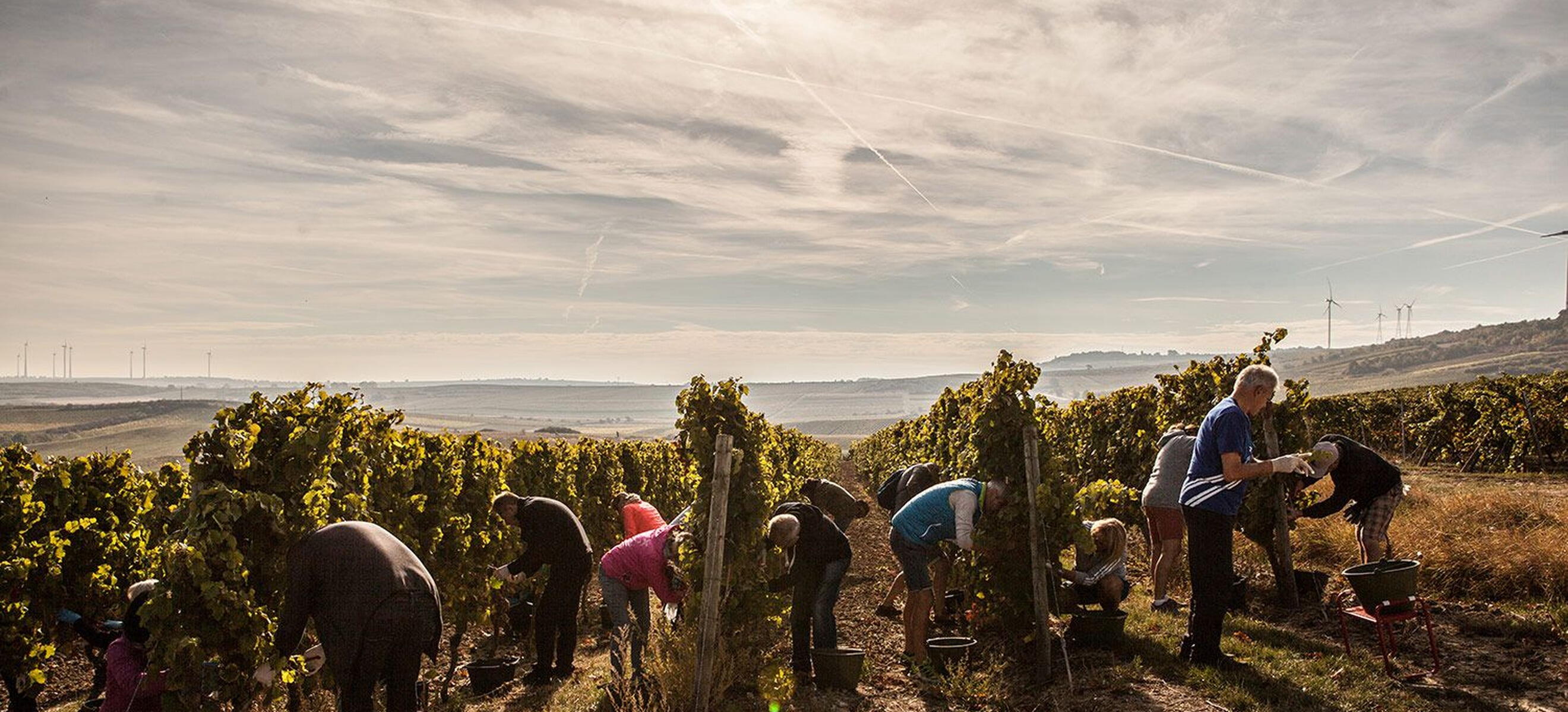 Weingut Dr. Hinkel