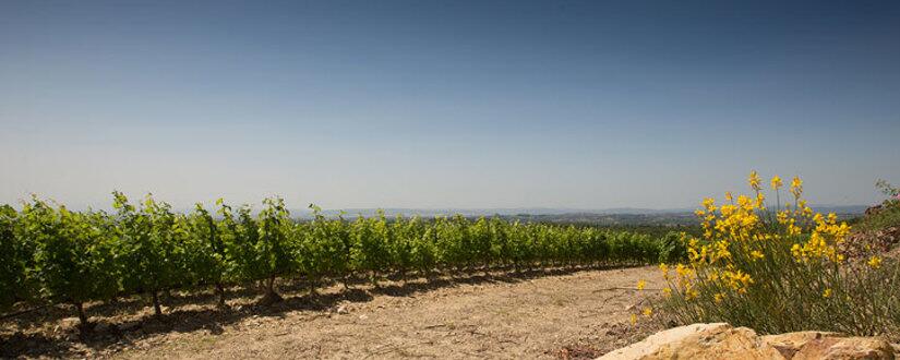 Weingut Fattoria Panzanello