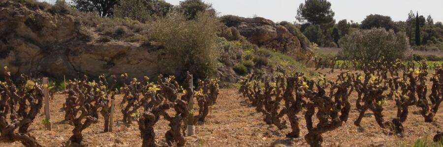 Weingut Domaine Terre de Tramontane