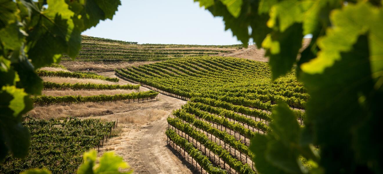 Les Domaines Auriol