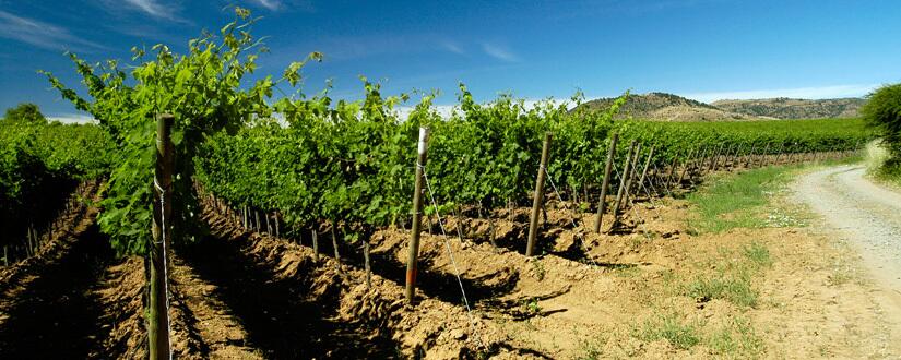 Weingut Bodegas Santo Domingo