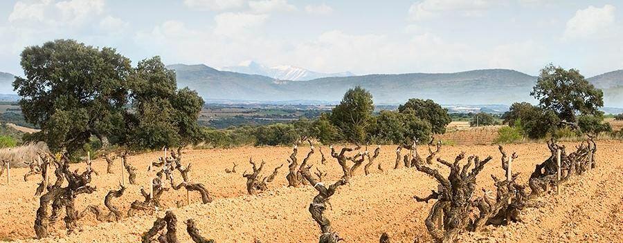 Weingut Bodega Pirineos