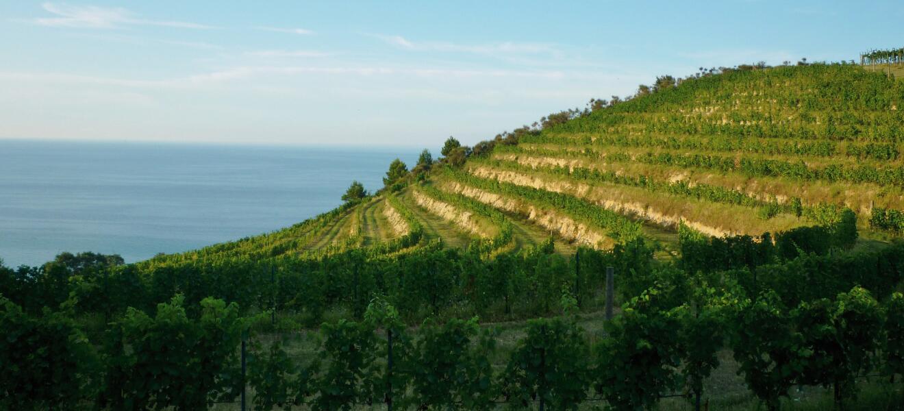 Azienda Agricola Tenuta Musone