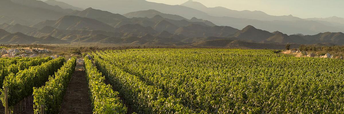 Bodegas Trapiche