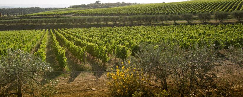 Weingut Feudi Branciforti dei Bordonaro