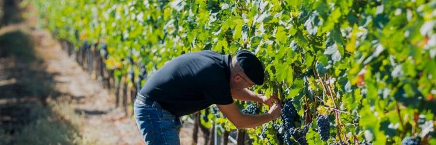 Weingut Cruz de Alba