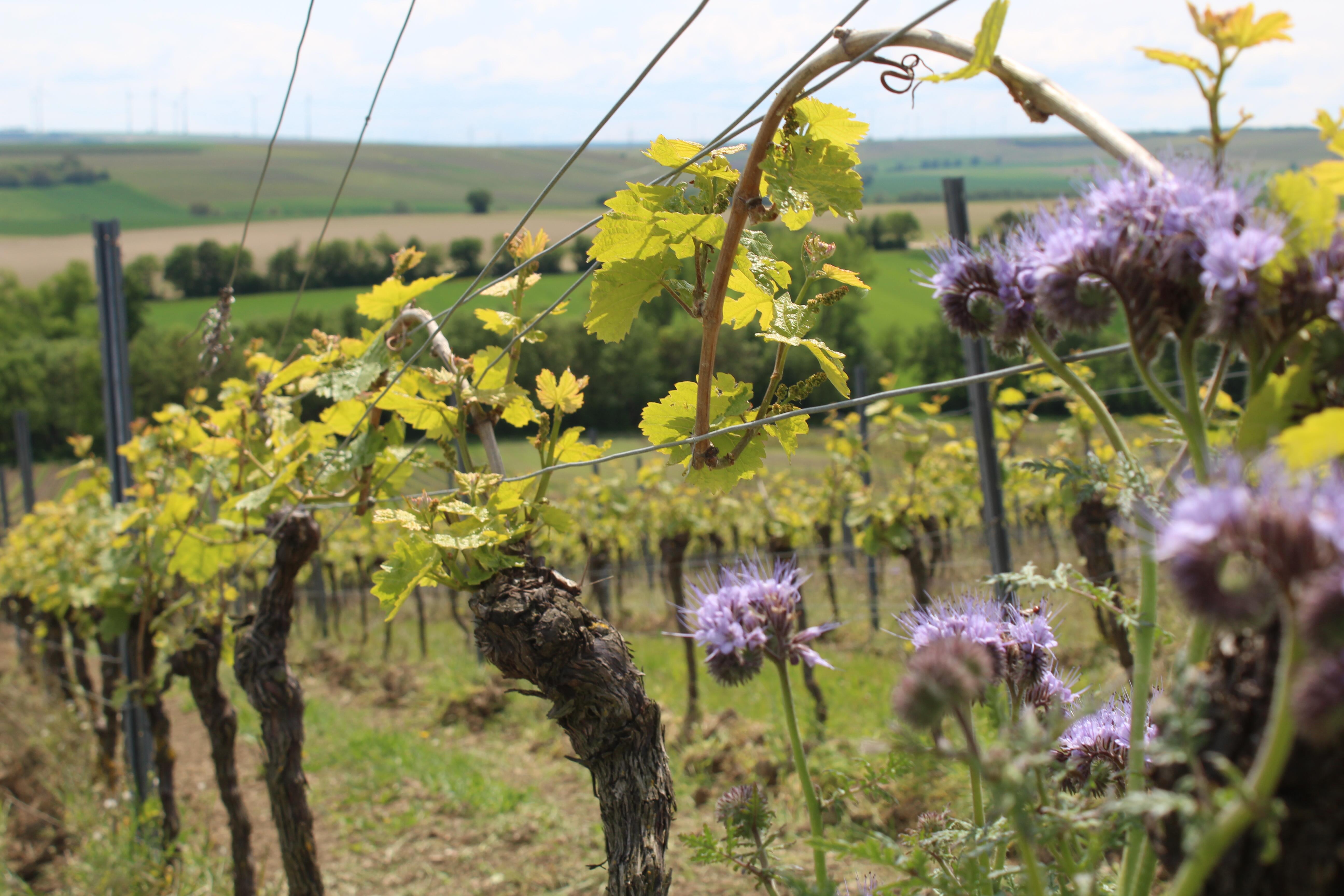 Weingut Peterhof