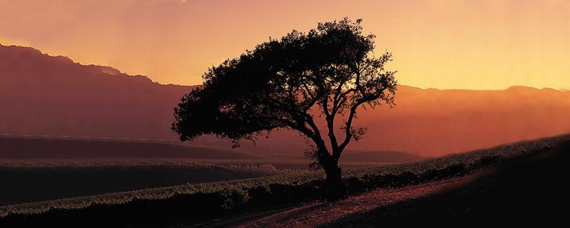 Weingut Rancho Zabaco