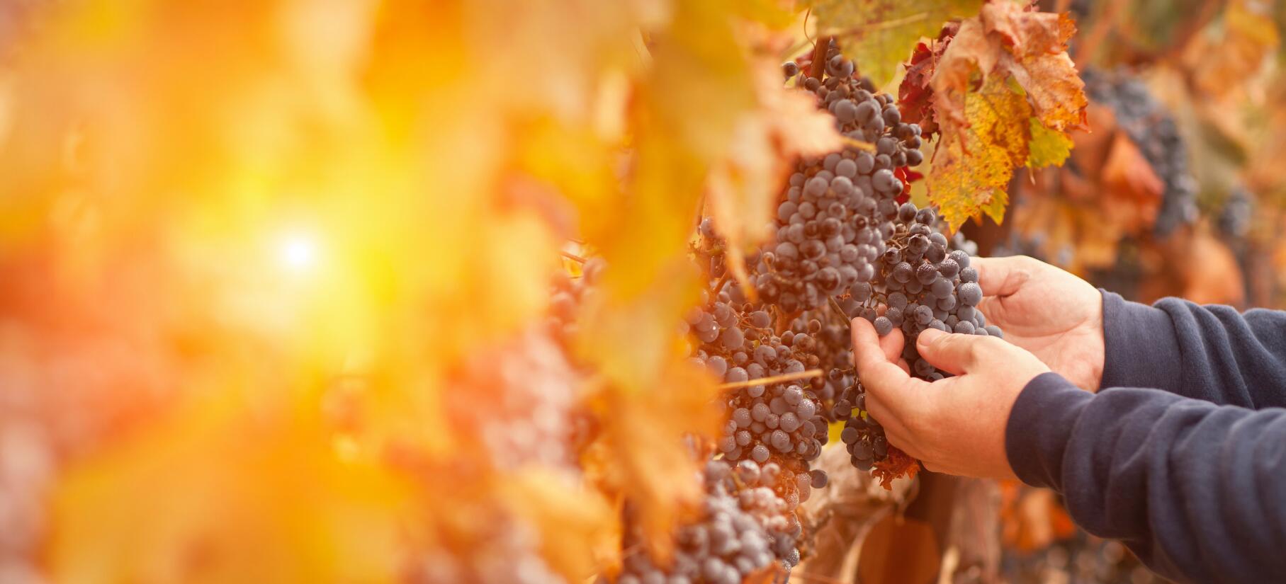 Azienda Agricola Poggio Nibbiale Srl