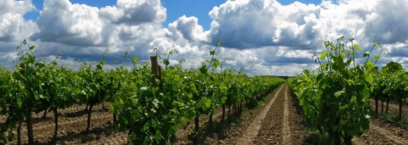 Weingut Quinta da Ribeirinha