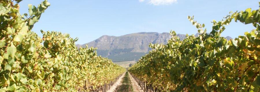 Weingut Kruger Family Wines