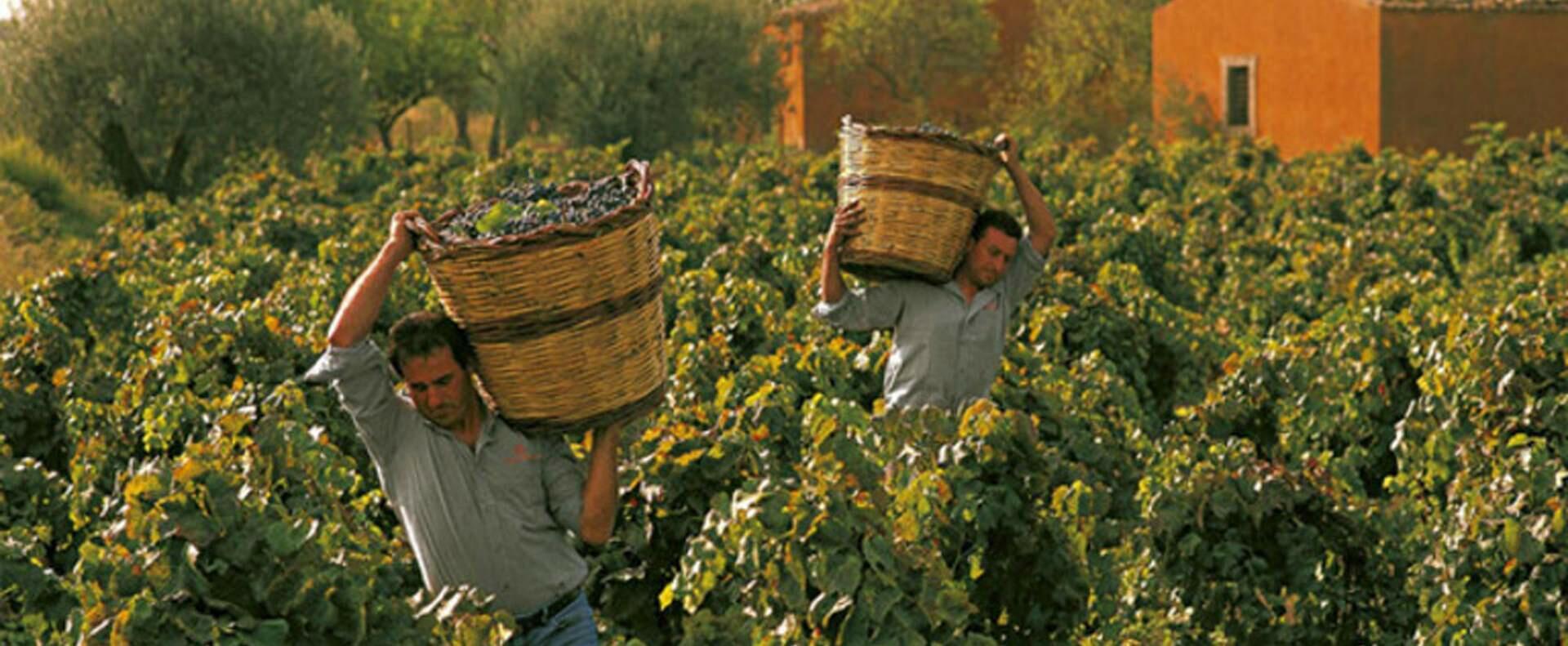 Weingut Feudo Maccari