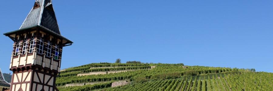 Weingut Trimbach