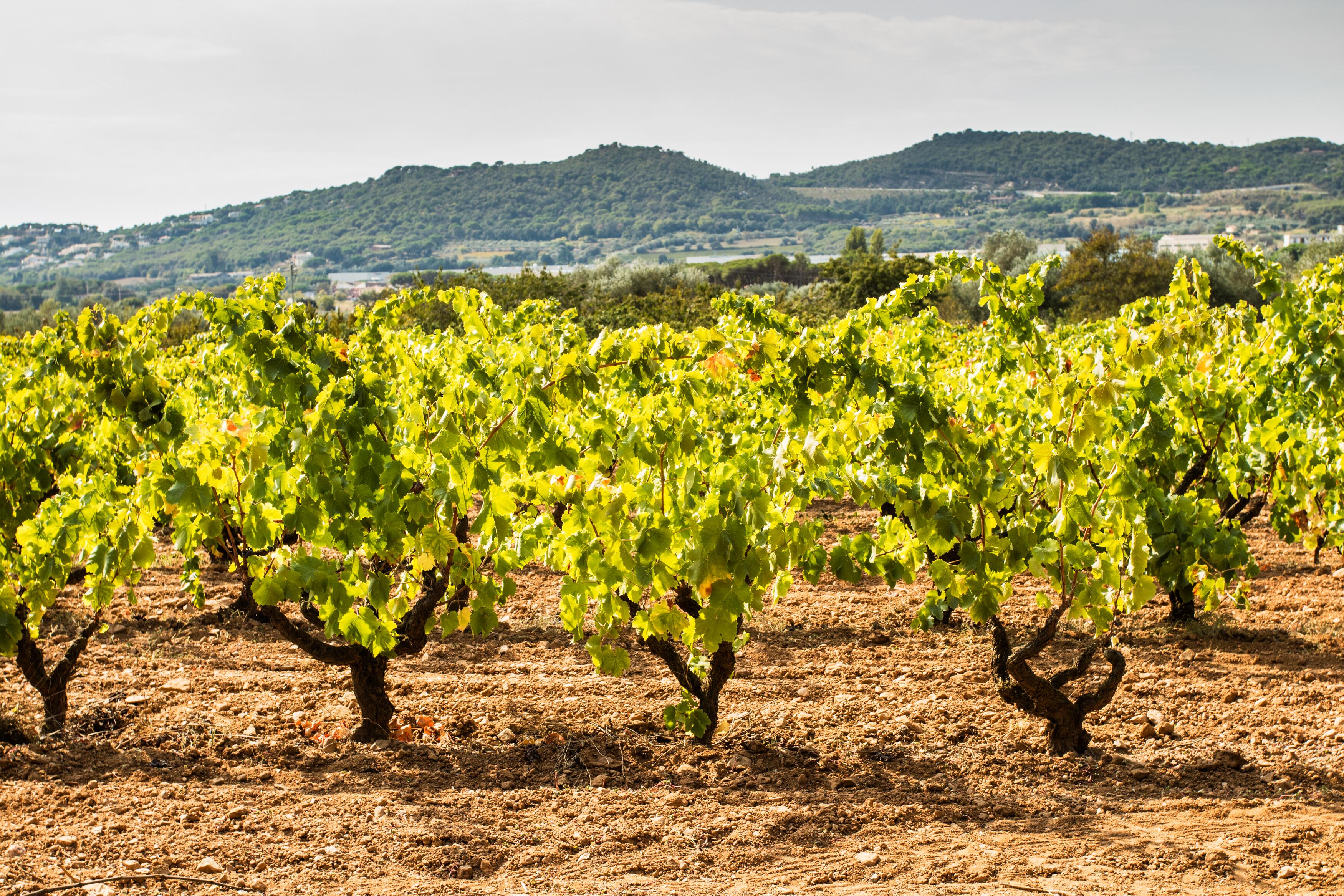 Bodegas La Rioja Alta