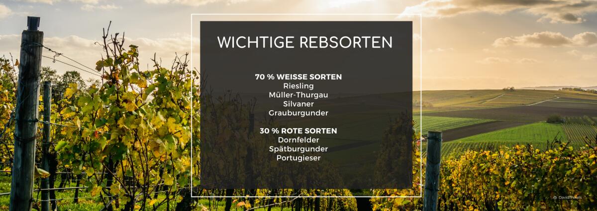 Rebsorten in  Rheinhessen Grafik