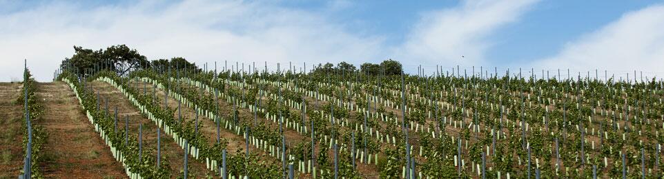 Weingut Alves Vieira - Herdade do Rocim