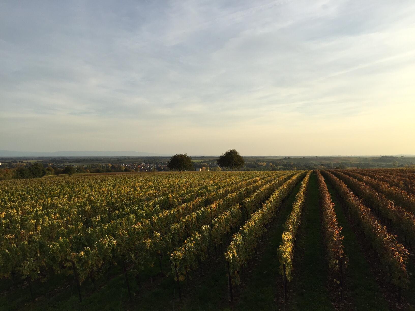 Weingut Heiner und Michael Wisser