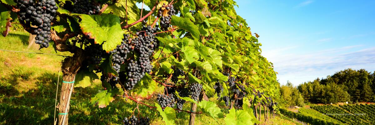 Wein im Mittelburgenland: Wo die Sonne den Blaufränkisch küsst