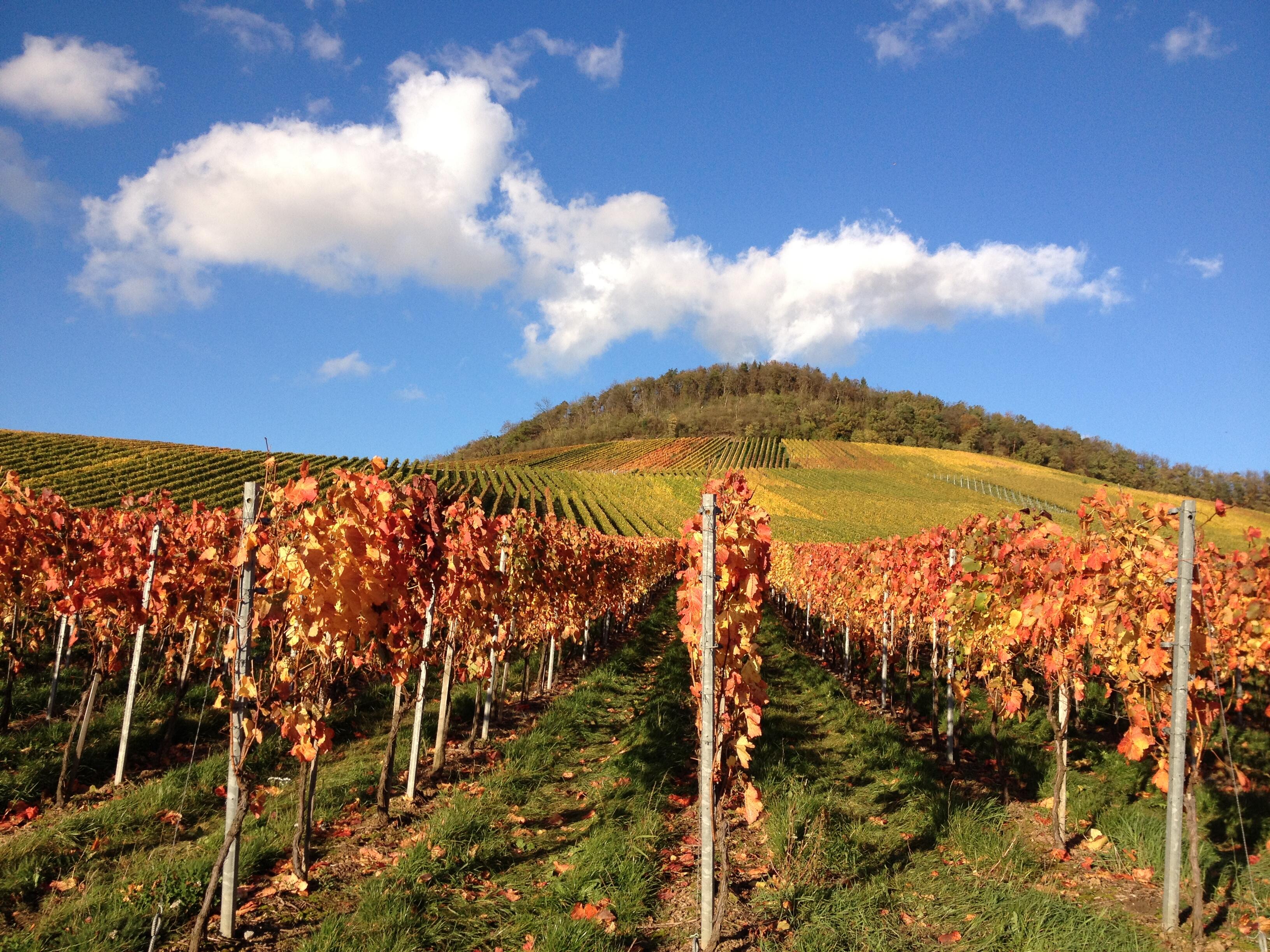 Weingut FRIED Baumgärtner