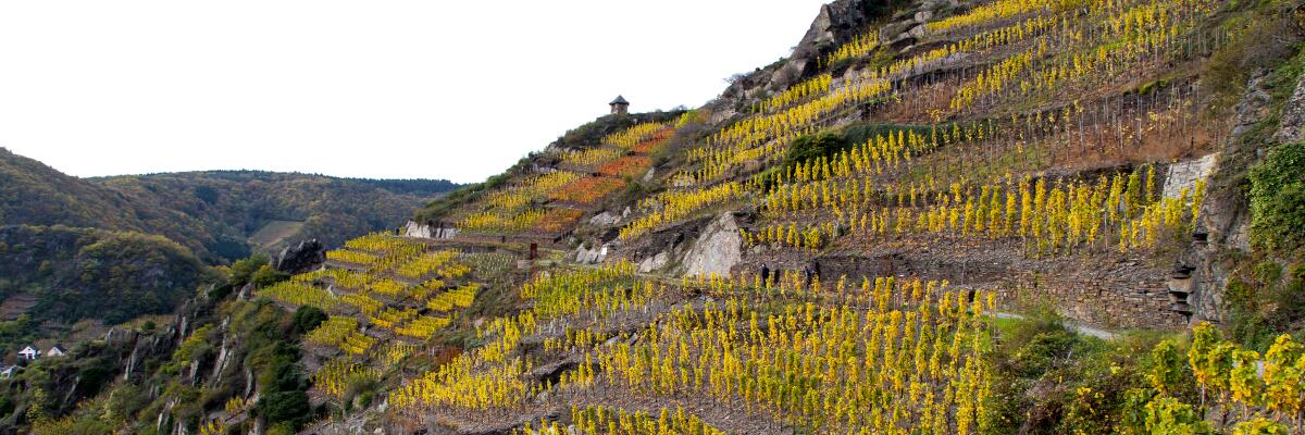 Wein aus extremen Lagen; Steilhangwein als besonderes Prädikat