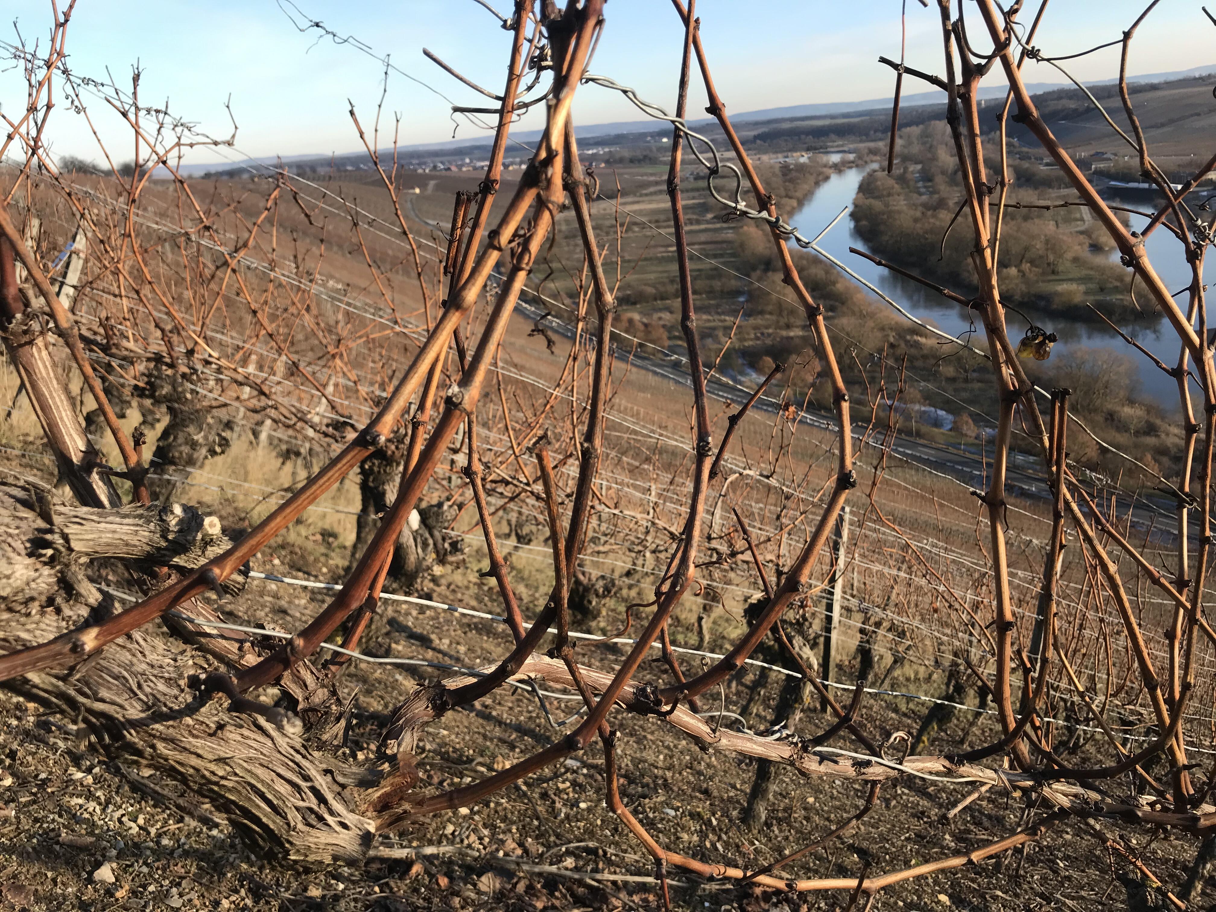 Weingut Georg Schneider