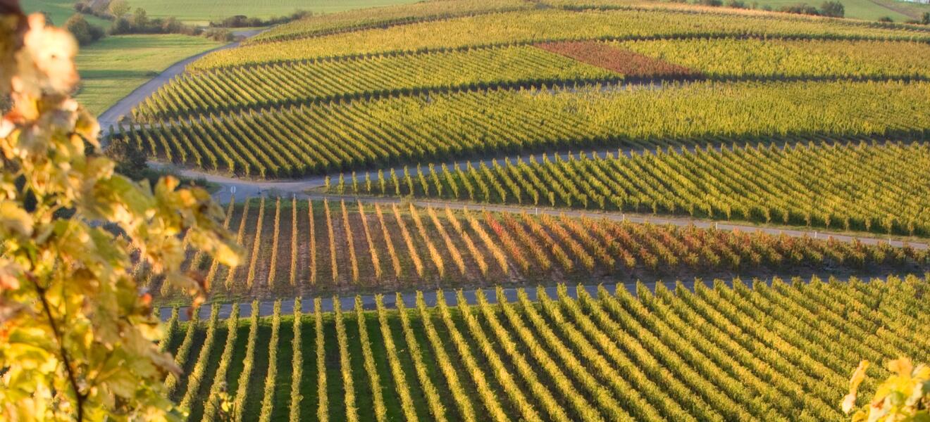 Weingut Heiderer-Mayer