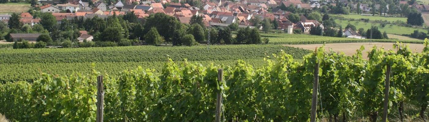 Weingut Schäfer (Nahe)