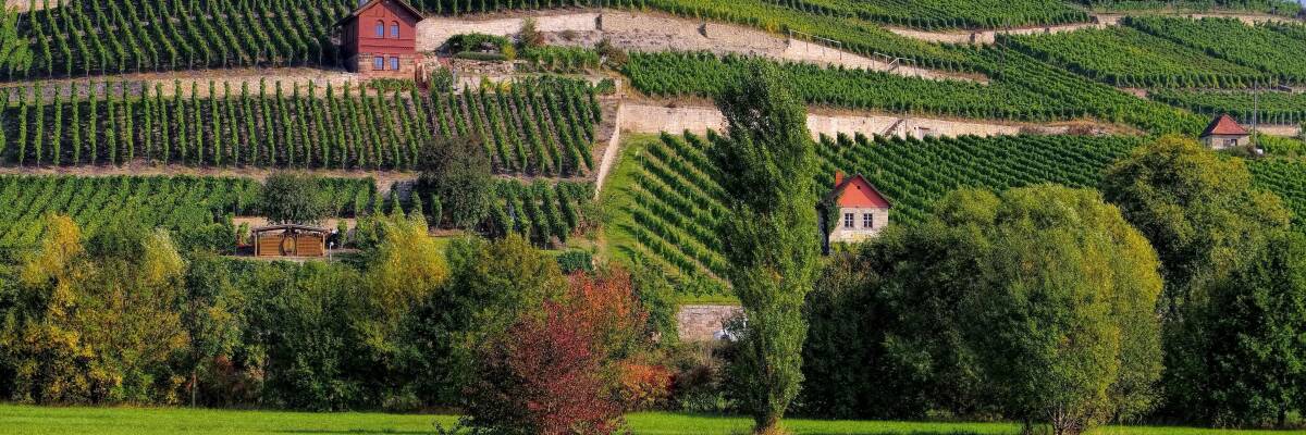 Saale-Unstrut: Das nördlichste Weinbaugebiet Deutschlands