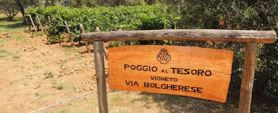 Poggio al Tesoro