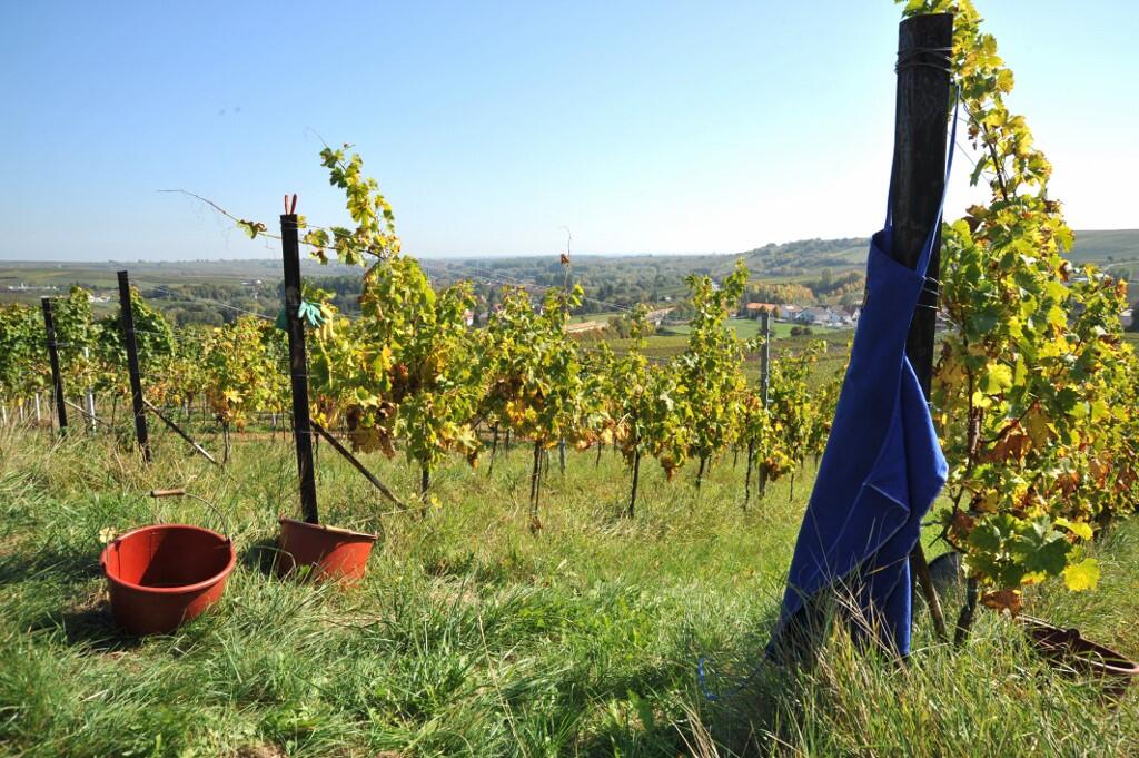 Weingut Gebr. Nägle