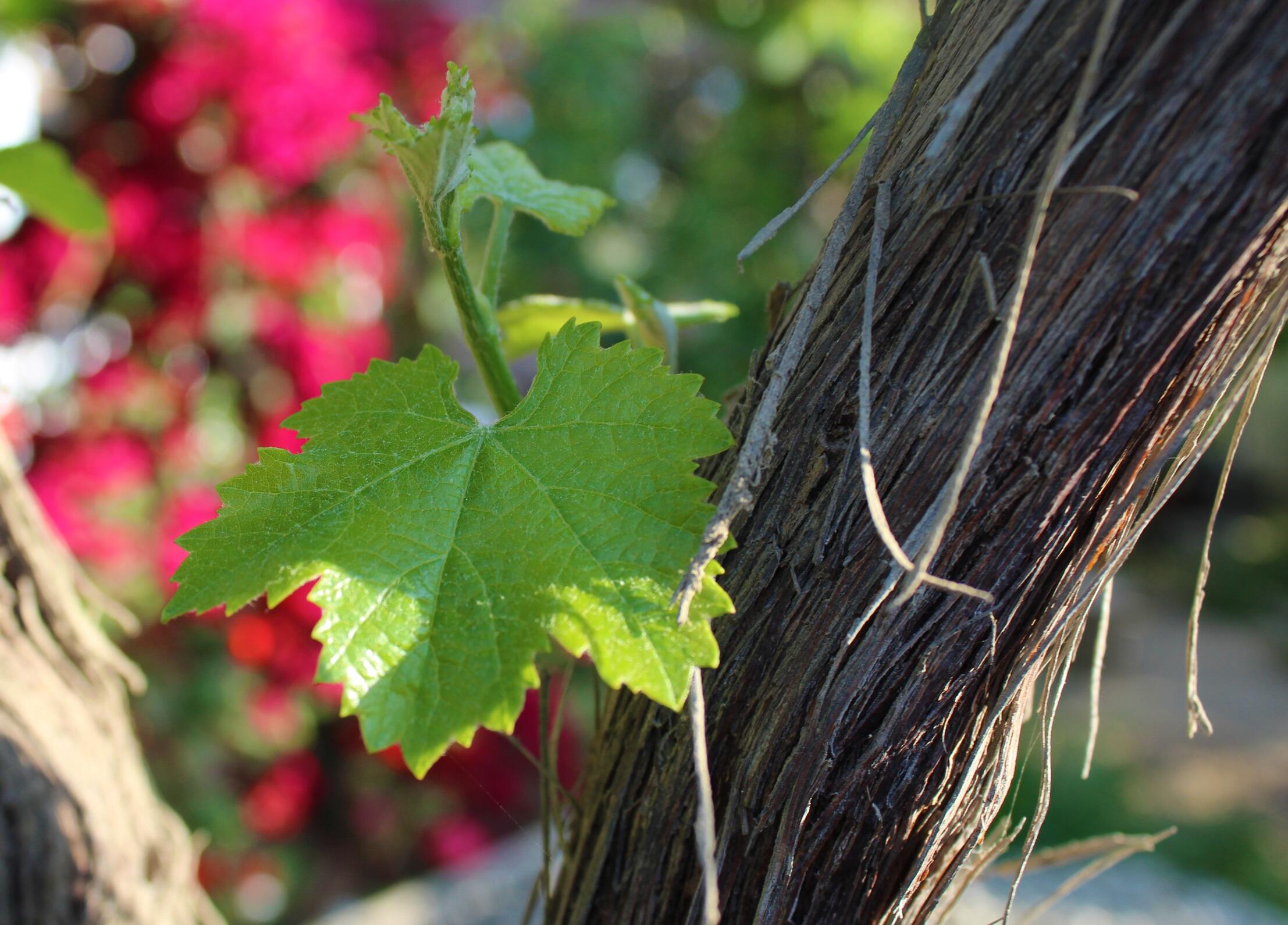 Weingut Bernhard Reef