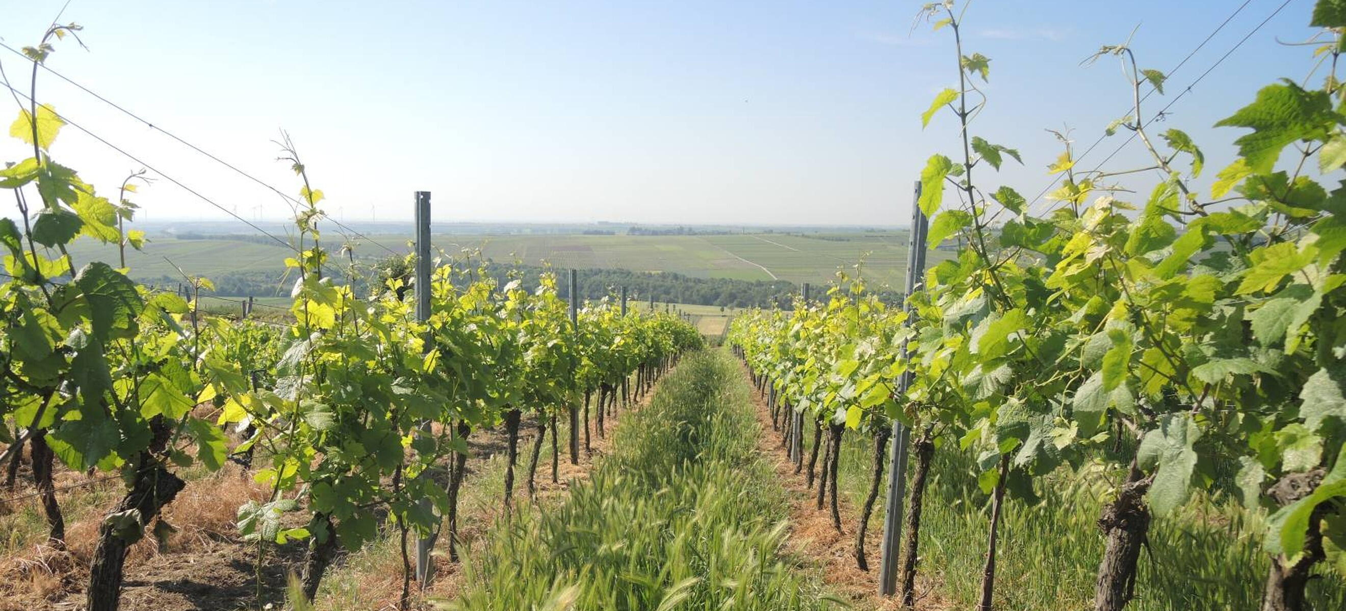 Weingut Mankel