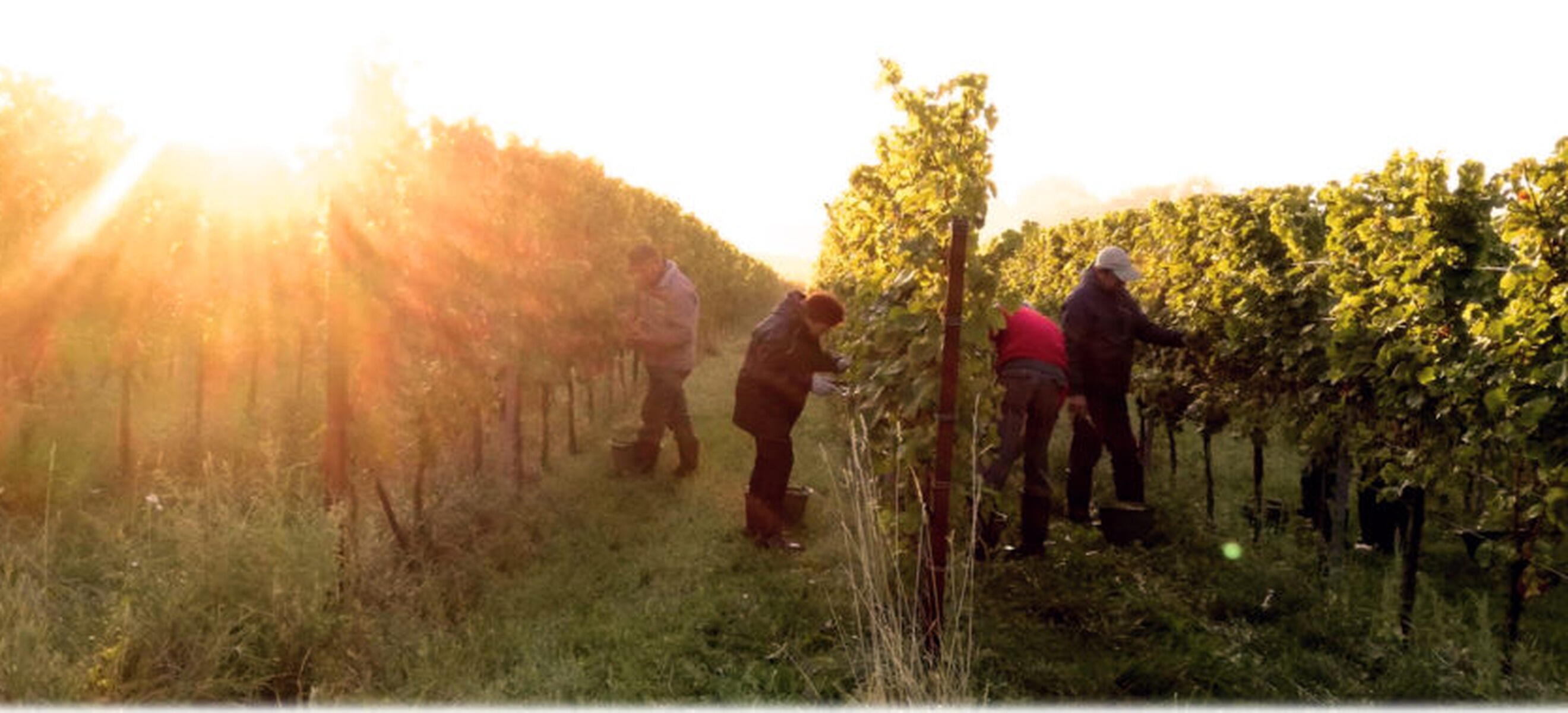 Weingut Minges