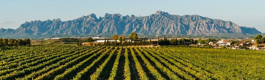 Weingut Celler Coma d'en Bonet