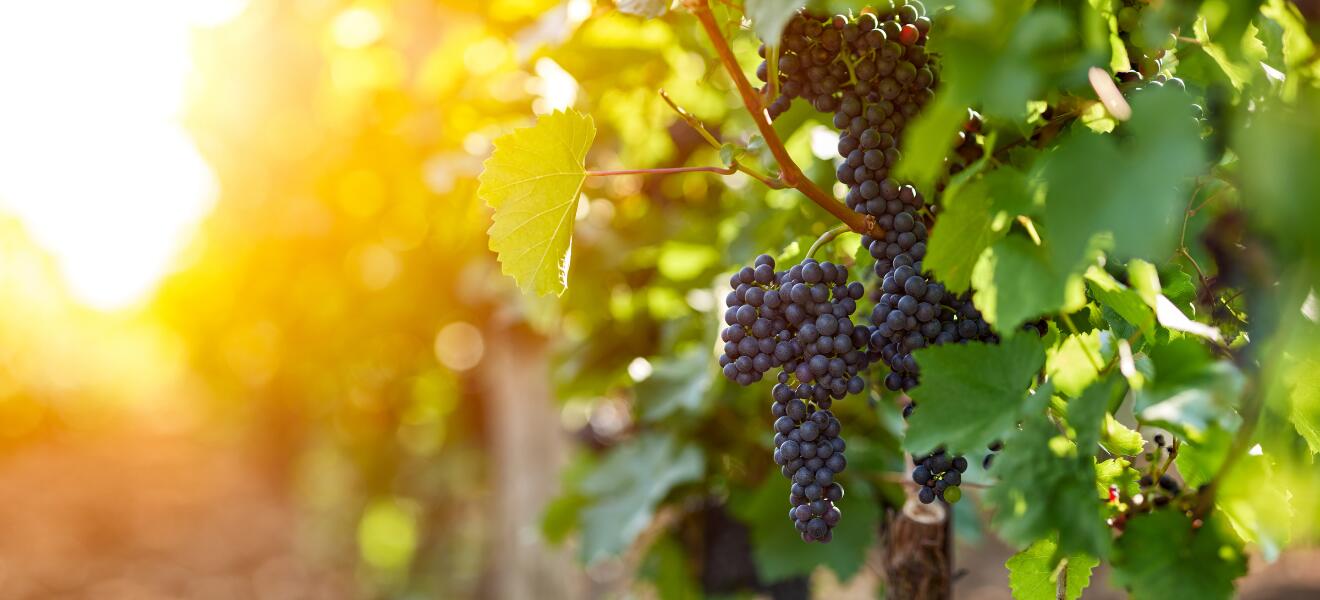 Weingut Reichsgraf von Plettenberg