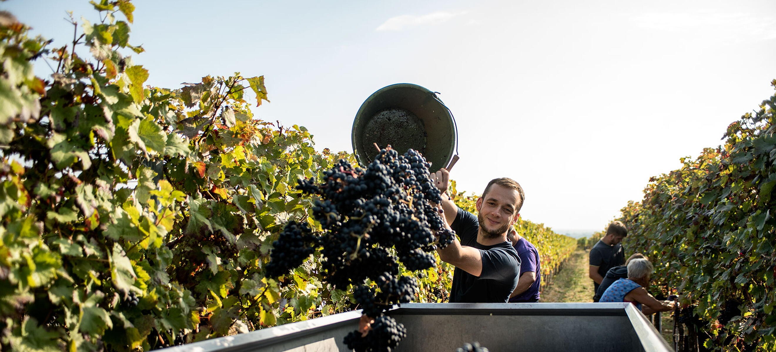 Weingut Winfried Seeber