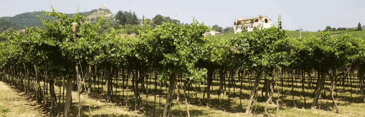 Cantina Colli Vicentini