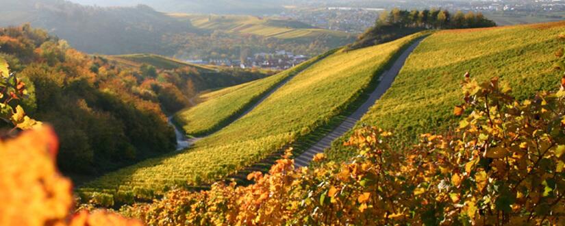 Weingut Poggio delle Faine