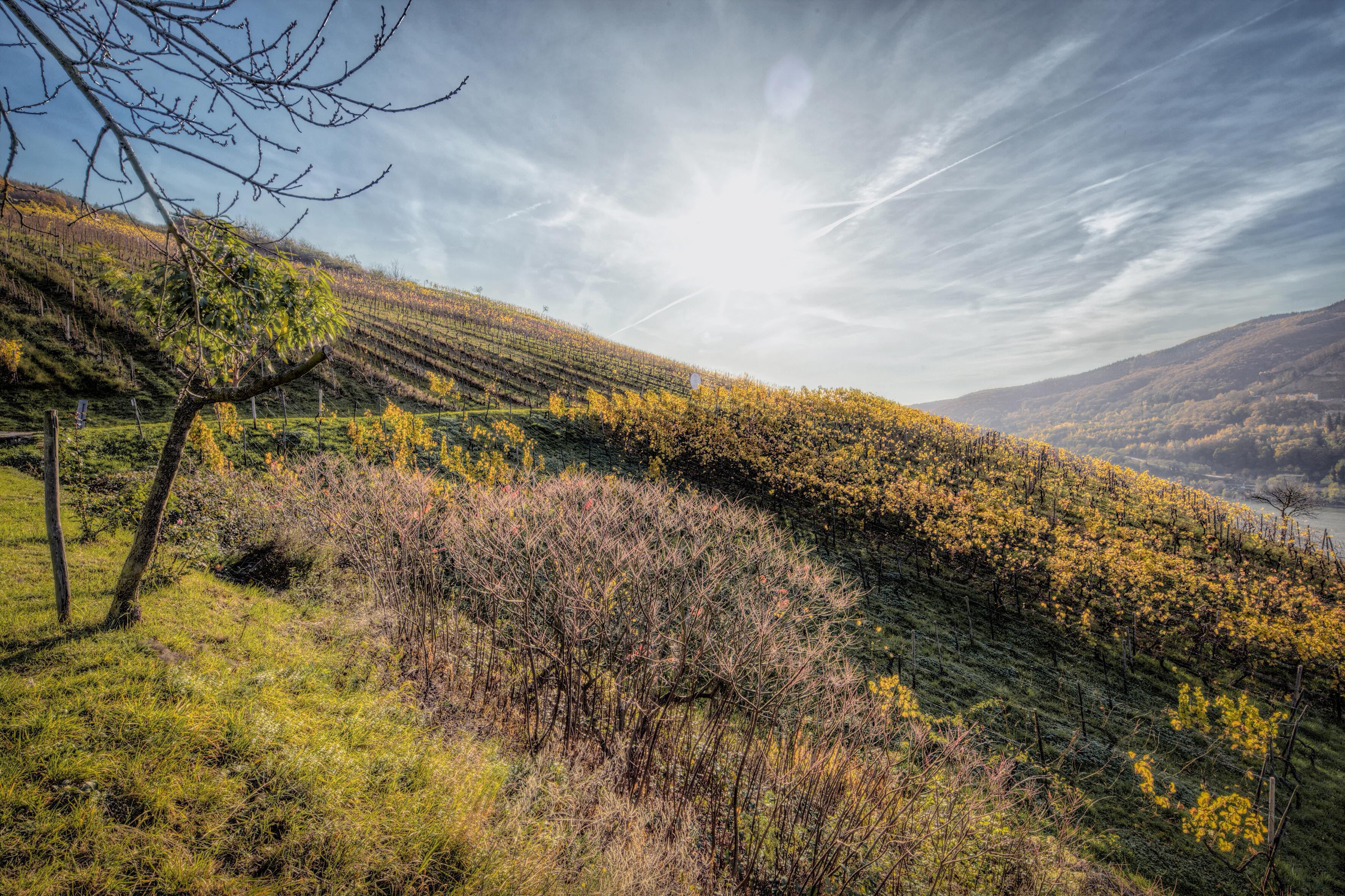 Weingut Perabo