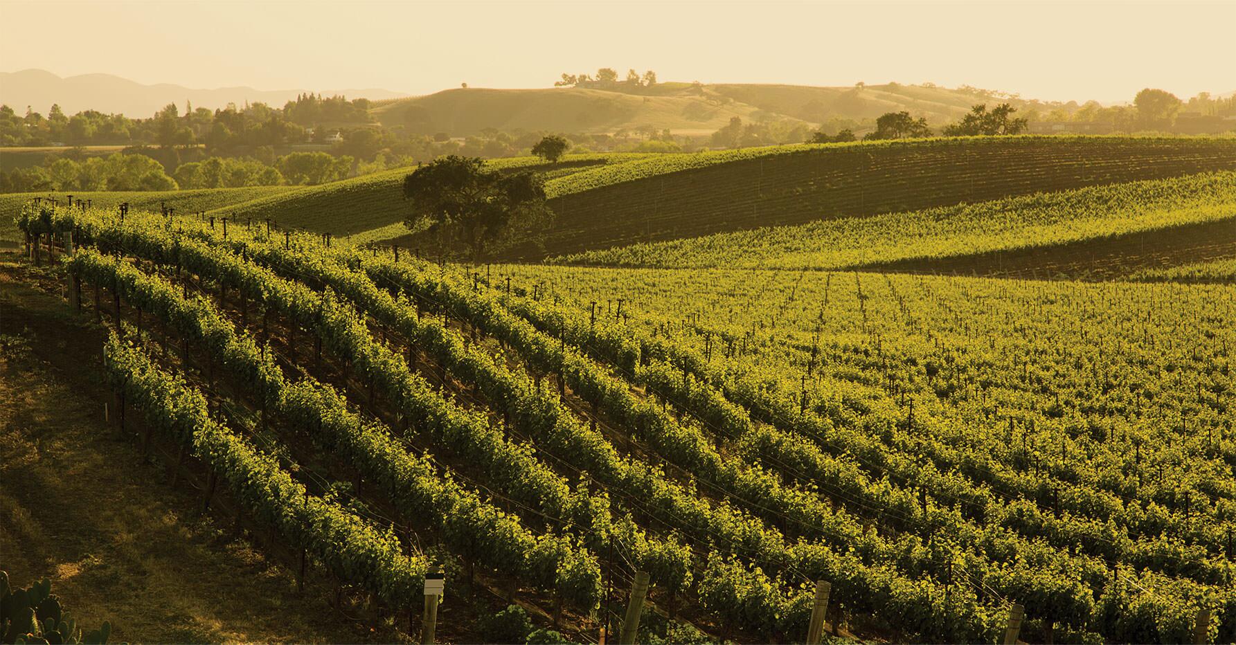 Weingut Casa Vinicola Bennati